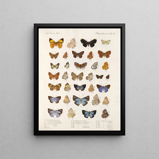 Frederick DuCane Godman - Insecta LepidopteraRhopalocera Pl 111.webp