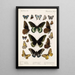 Insecta Lepidoptera Rhopalocera Pl 112 - Frederick DuCane Godman — ingelijst kunstwerk aan de muur