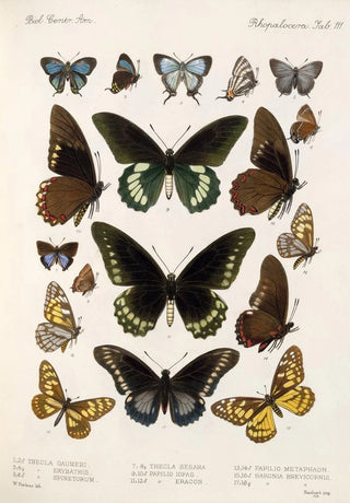 Frederick DuCane Godman - Insecta LepidopteraRhopalocera Pl 112.webp