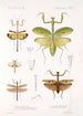 Insecta Orthoptera Pl 4 - Frederick DuCane Godman — weergave van het kunstwerk