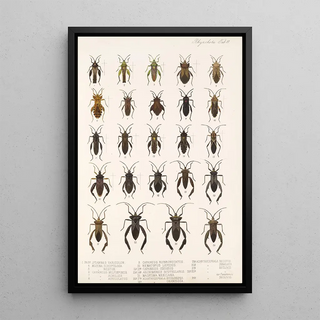 Frederick DuCane Godman - Insecta Rhynchota HemipteraHeteroptera Pl 11.webp