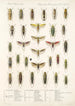 Insecta Rhynchota Hemiptera Homoptera Pl 32 - Frederick DuCane Godman — weergave van het kunstwerk