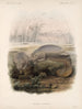 Mammalia Pl 06 - Frederick DuCane Godman — weergave van het kunstwerk
