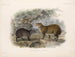 Zoogdieren Pl 16 - Frederick DuCane Godman — weergave van het kunstwerk