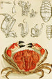 Crustacés III - Frederick McCoy — weergave van het kunstwerk