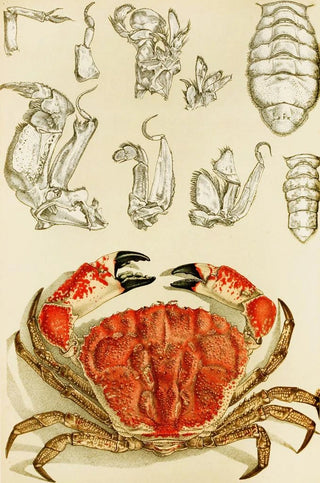 Frederick McCoy - Crustacea III.webp