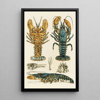 Frederick McCoy - Crustacea II.webp