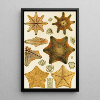 Frederick McCoy - Echinodermata.webp