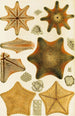 Echinodermen - Frederick McCoy | Reproduction — weergave van het kunstwerk