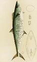 Poissons I - Frederick McCoy — weergave van het kunstwerk