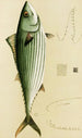 Poissons II - Frederick McCoy — weergave van het kunstwerk