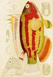 Poissons III - Frederick McCoy — weergave van het kunstwerk