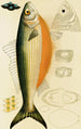 Poissons IX - Frederick McCoy — weergave van het kunstwerk