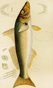Poissons VII - Frederick McCoy — weergave van het kunstwerk