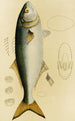 Poissons VIII - Frederick McCoy — weergave van het kunstwerk