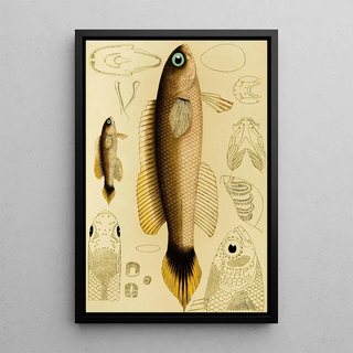 Frederick McCoy - Fishes XII.webp