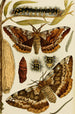Insecten Schilderij I - Frederick McCoy — weergave van het kunstwerk