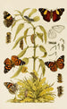 Insectes II - Frederick McCoy — weergave van het kunstwerk