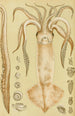Mollusken Schilderij I - Frederick McCoy — weergave van het kunstwerk