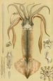 Mollusques II - Frederick McCoy — weergave van het kunstwerk