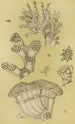 Bryozoaires II - Frederick McCoy — weergave van het kunstwerk