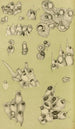 Bryozoaires IV - Frederick McCoy — weergave van het kunstwerk