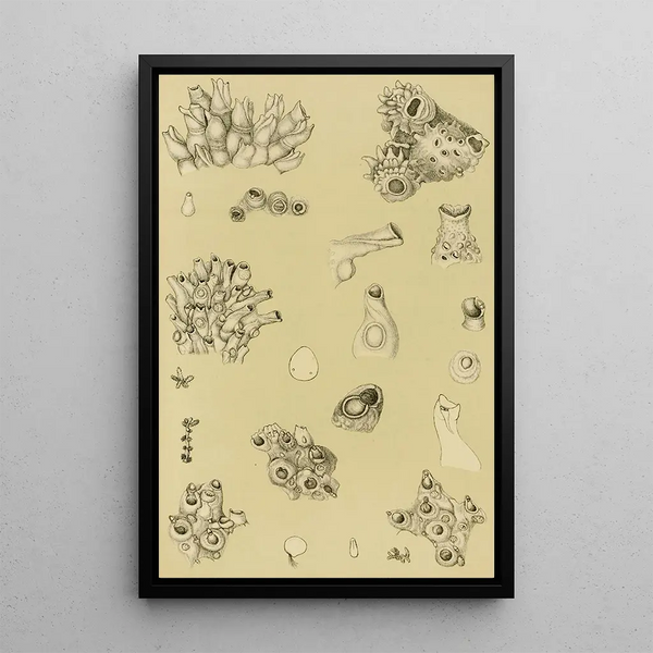 Frederick McCoy - Polyzoa I.webp