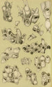 Bryozoaires V - Frederick McCoy — weergave van het kunstwerk