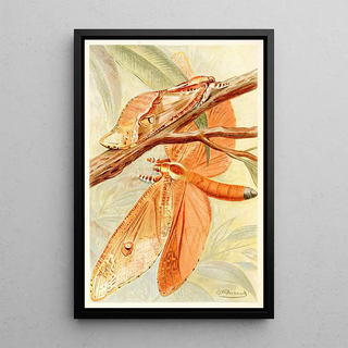 Frederick William Frohawk - Giant Swift Moth.webp