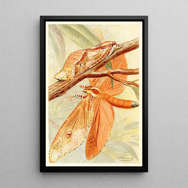 Frederick William Frohawk - Giant Swift Moth.webp