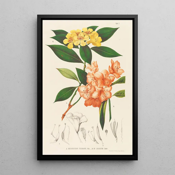 Friedrich Anton Wilhelm Miquel - Annales musei botanici.webp