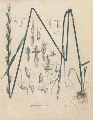 Friedrich Berge - GiftpflanzenBuch Pl01.webp