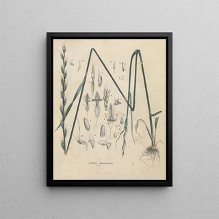 Friedrich Berge - GiftpflanzenBuch Pl01.webp
