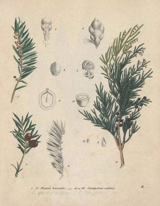 Friedrich Berge - GiftpflanzenBuch Pl02.webp