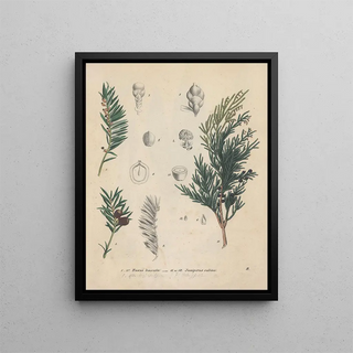 Friedrich Berge - GiftpflanzenBuch Pl02.webp
