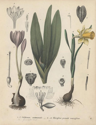 Friedrich Berge - GiftpflanzenBuch Pl03.webp