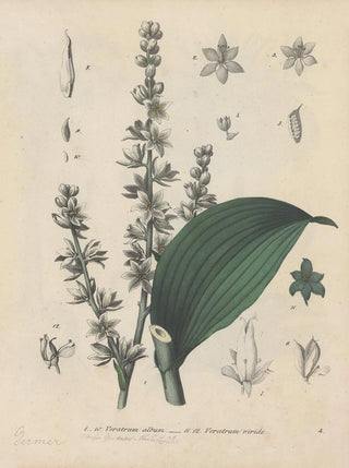 Friedrich Berge - GiftpflanzenBuch Pl04.webp
