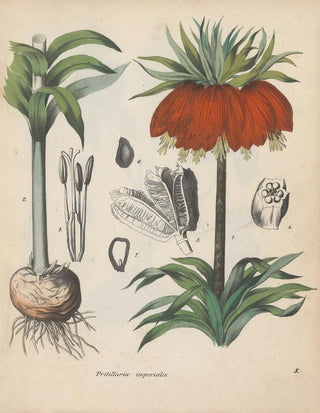 Friedrich Berge - GiftpflanzenBuch Pl05.webp