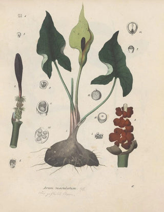 Friedrich Berge - GiftpflanzenBuch Pl06.webp