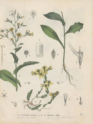 Friedrich Berge - GiftpflanzenBuch Pl07.webp