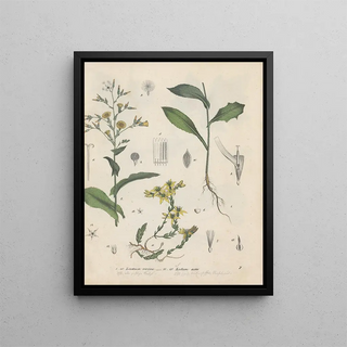 Friedrich Berge - GiftpflanzenBuch Pl07.webp