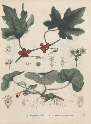Friedrich Berge - GiftpflanzenBuch Pl08.webp