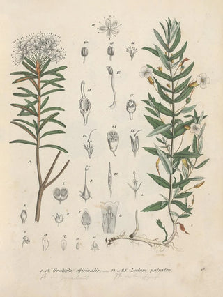 Friedrich Berge - GiftpflanzenBuch Pl09.webp