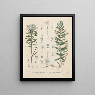 Friedrich Berge - GiftpflanzenBuch Pl09.webp