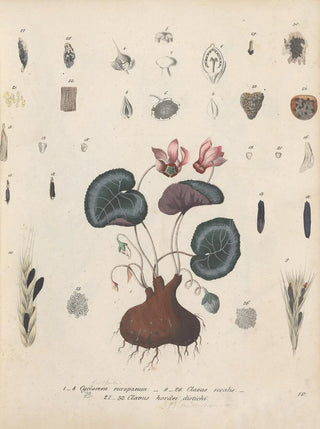 Friedrich Berge - GiftpflanzenBuch Pl10.webp
