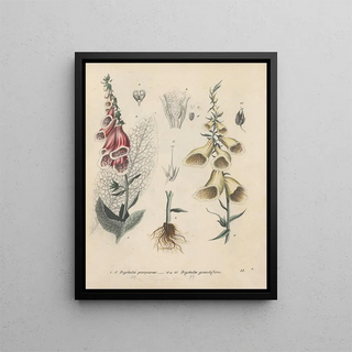 Friedrich Berge - GiftpflanzenBuch Pl11.webp