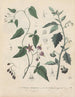Boek over giftige planten Pl14 - Friedrich Berge — weergave van het kunstwerk