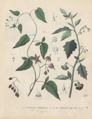 Friedrich Berge - GiftpflanzenBuch Pl14.webp