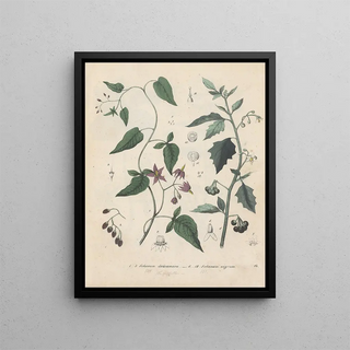 Friedrich Berge - GiftpflanzenBuch Pl14.webp