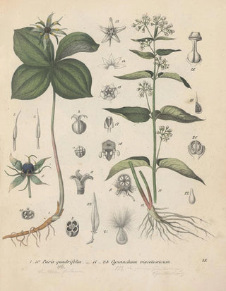Friedrich Berge - GiftpflanzenBuch Pl15.webp
